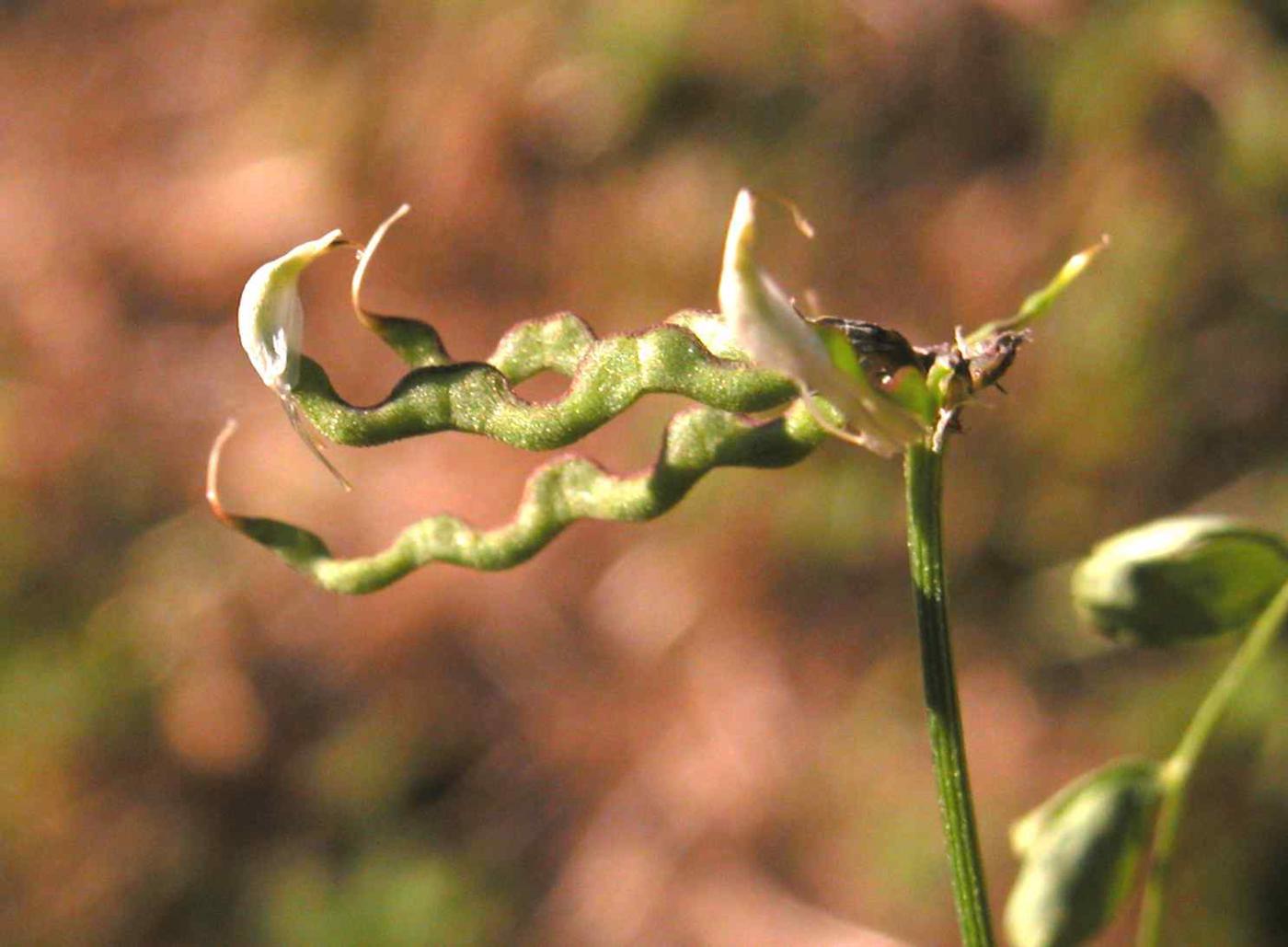 Vetch, Horseshoe fruit